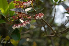 Elaeocarpus variabilis